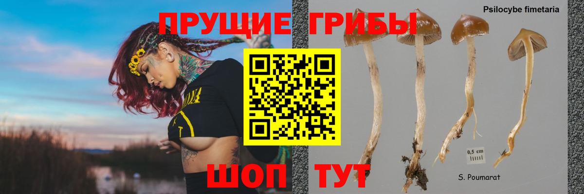 Псилоцибиновые грибы прущие грибы Димитровград